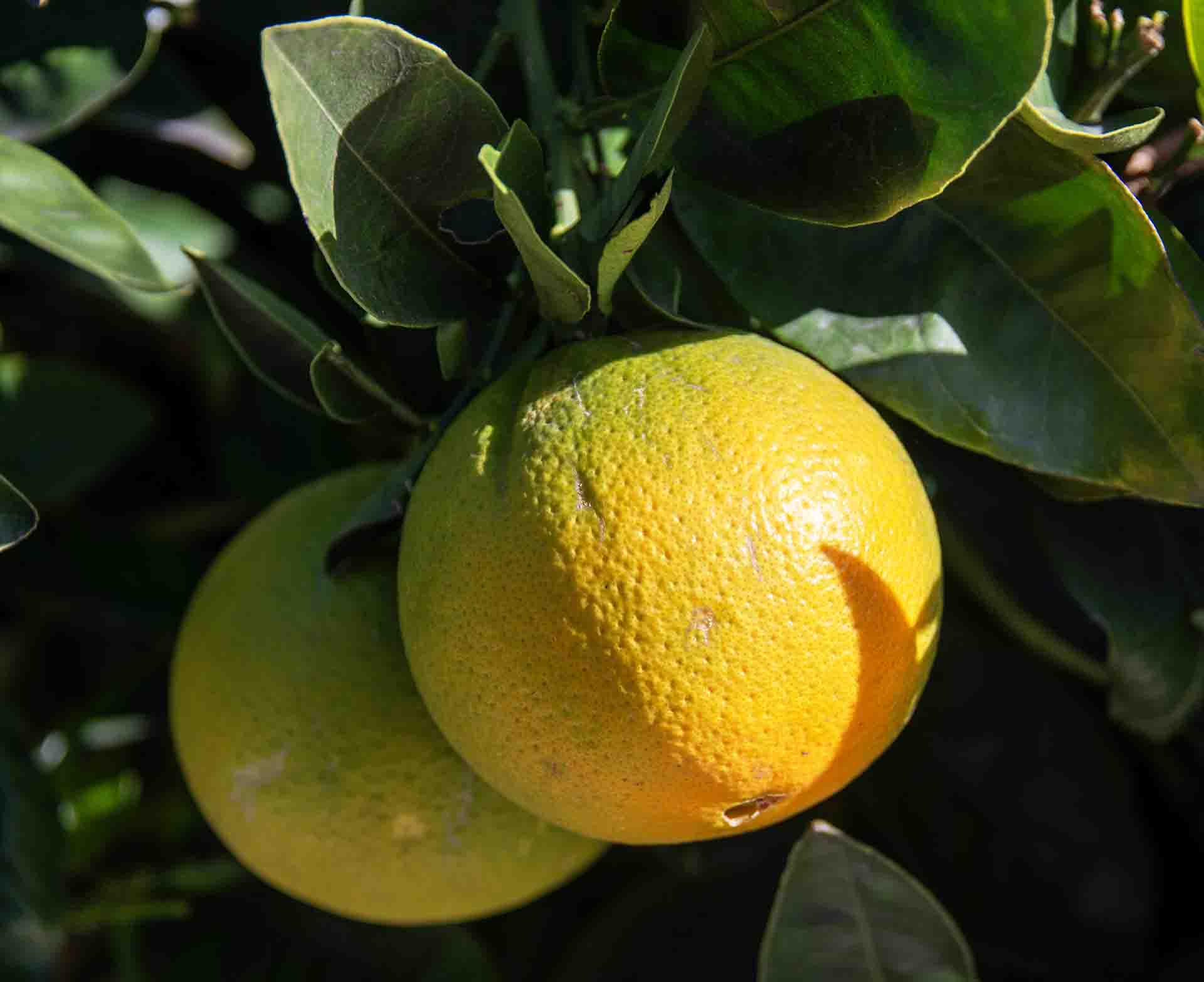 Lemons - The Secret Spice!